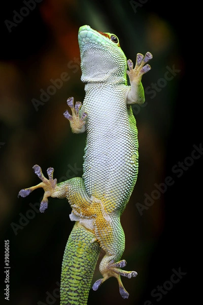 Fototapeta Gecko