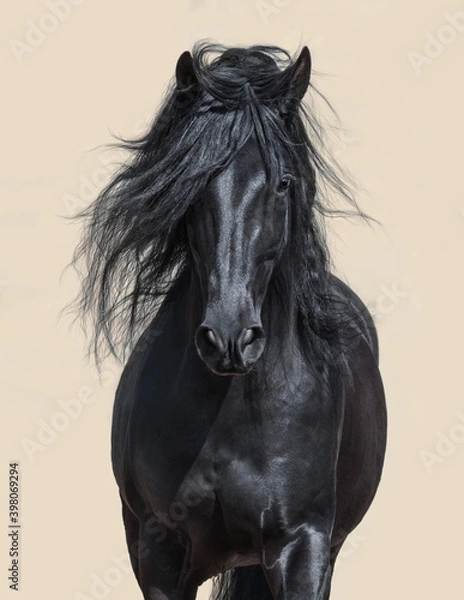 Fototapeta Black Andalusian Horse with long mane.