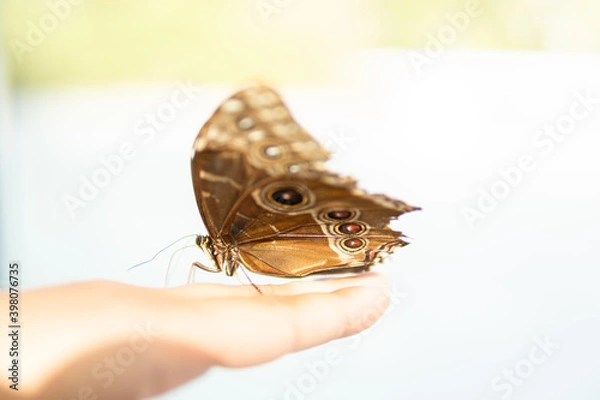 Obraz Owl Butterfly