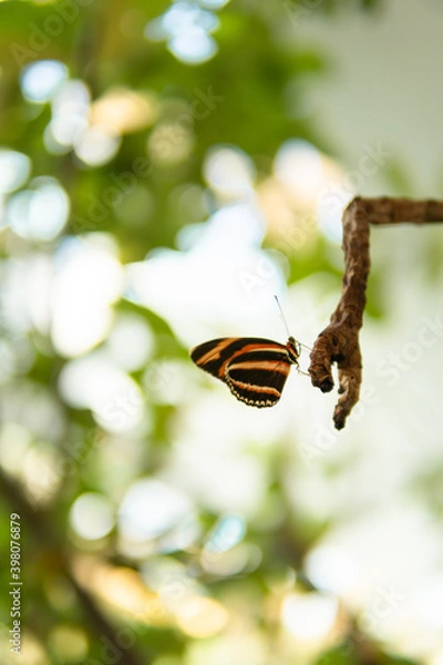 Obraz Tiger Butterfly