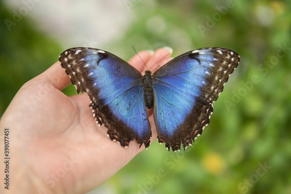 Obraz Blue Butterfly