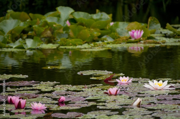 Obraz Seerosen auf Teich