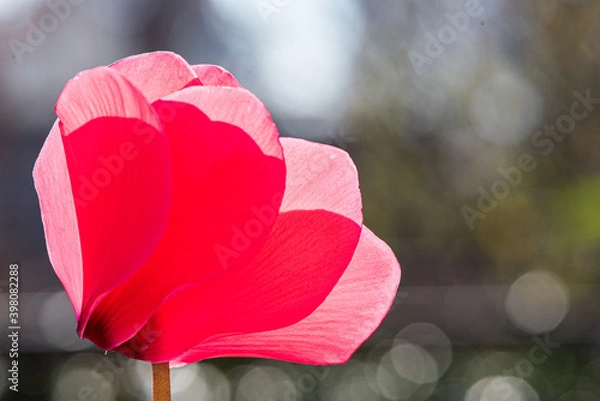 Obraz Flor a contraluz