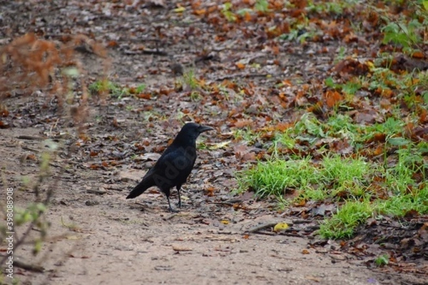 Obraz crow on the ground