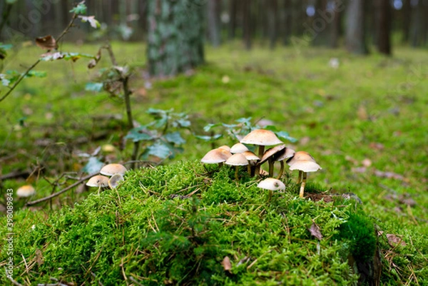 Fototapeta wild mushrooms grow on moss deep in the forest

