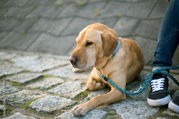 Fototapeta dog on a walk, with a blue leash next to the owner
