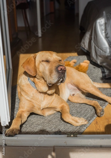 Fototapeta the bright dog is resting on the balcony, basking in the sun
