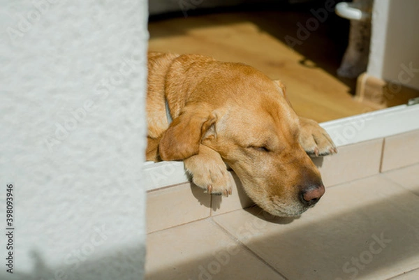 Fototapeta the bright dog is resting on the balcony, basking in the sun
