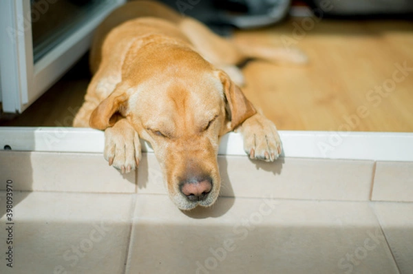 Fototapeta the bright dog is resting on the balcony, basking in the sun
