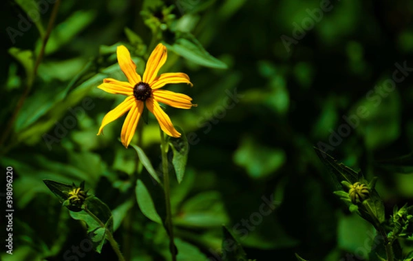 Obraz One yellow daisy