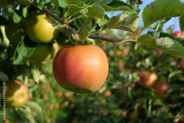 Obraz Apple plantation with bright crisp apple on the branch in the foreground