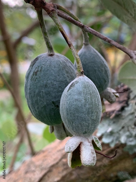 Obraz Feijoa fruit on the branch 