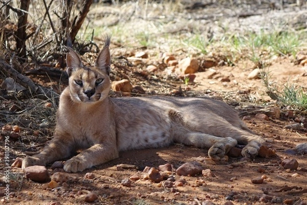 Obraz NAMIBIA, CARACAL IN THE SHADOW