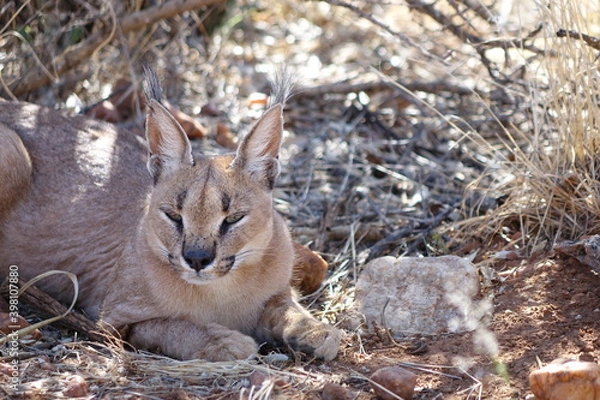 Obraz NAMIBIA, CARACAL IN THE SHADOW