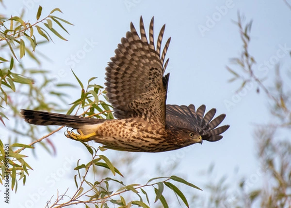 Obraz Cooper's Hawk in Flight