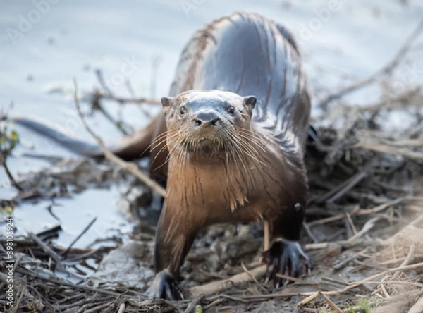 Obraz River Otter