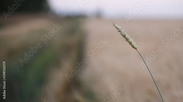 Obraz grass in the wind
