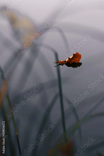 Obraz butterfly on a leaf