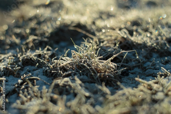 Obraz moss on the ground