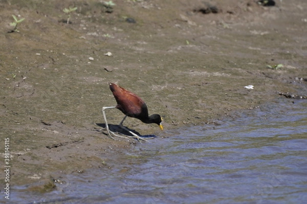 Obraz Bird drinking water