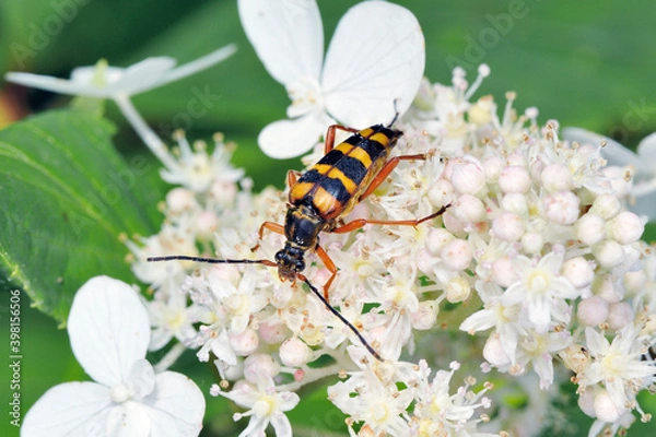 Obraz ヨツスジハナカミキリ（北海道・知床）
