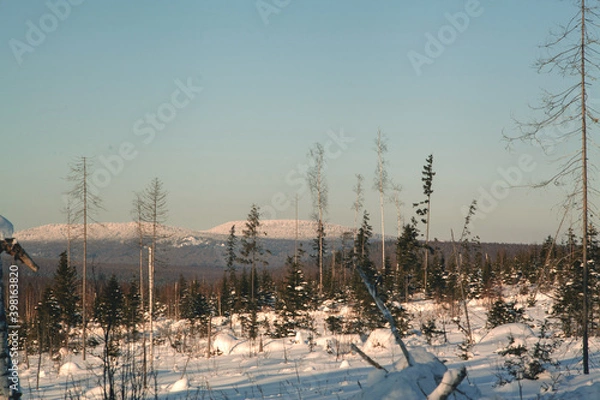 Fototapeta Forestry industry, logging. Snowy tree branches in forest. Hoarfrost. Russia. Urals winter landscape