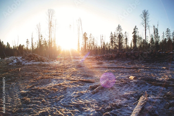 Fototapeta Forestry industry, logging. Snowy tree branches in forest. Hoarfrost. Russia. Urals winter landscape