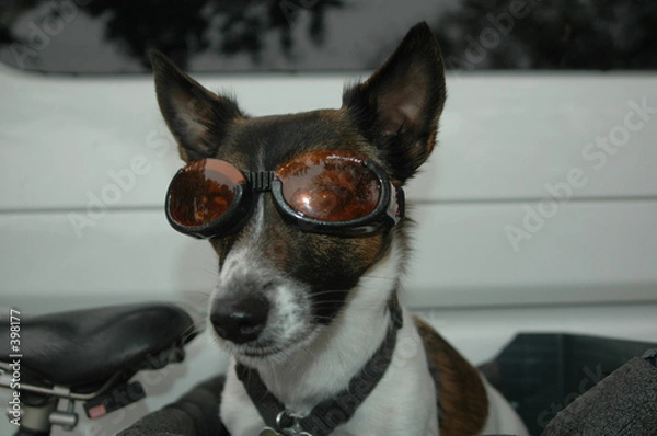 Obraz dog in goggles