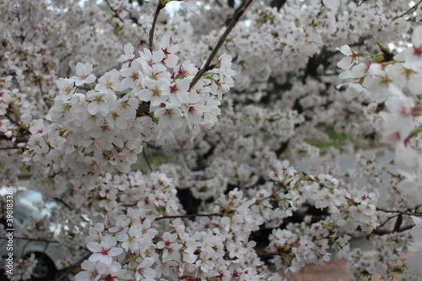 Fototapeta blooming tree