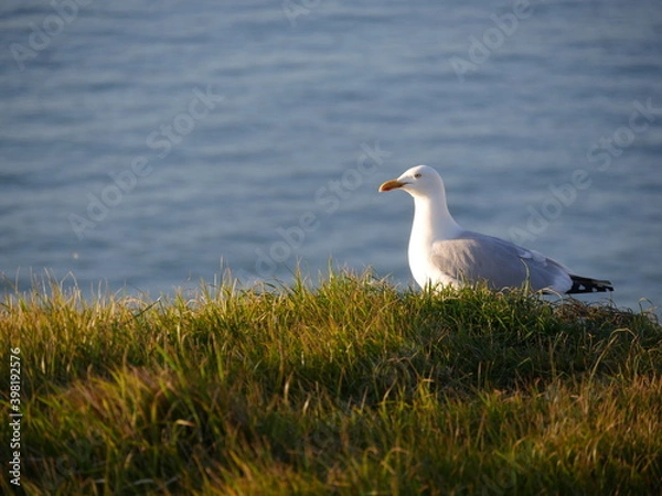 Obraz Côte normande sauvage