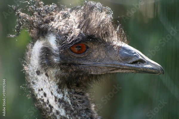 Obraz Emeu d’Australie