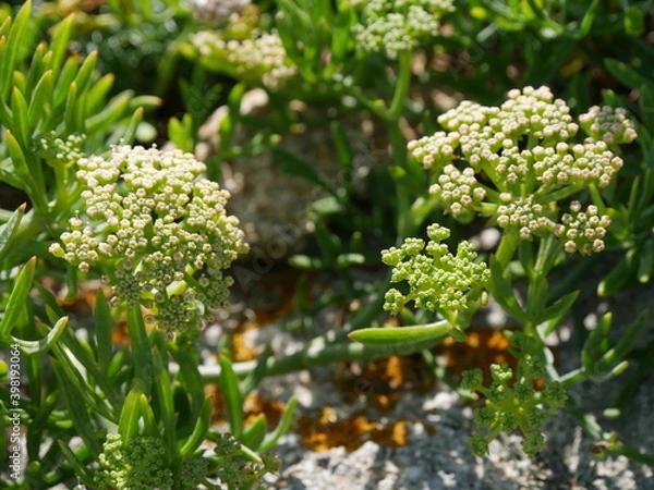 Obraz Floraison printanière