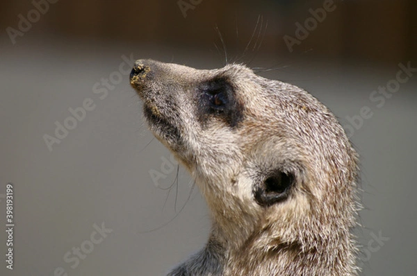 Obraz Suricate