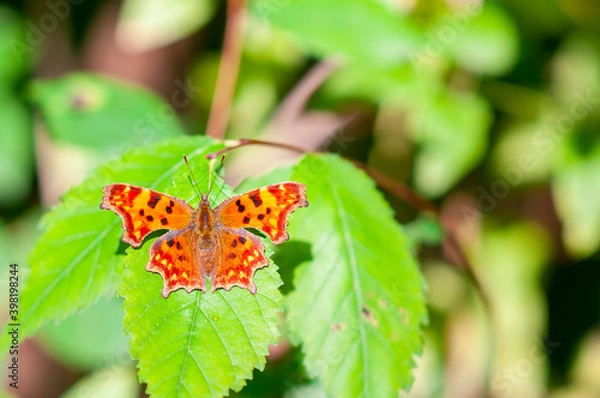 Obraz Polygonia c-album orange butterfly the Nymphalidae family sitting on