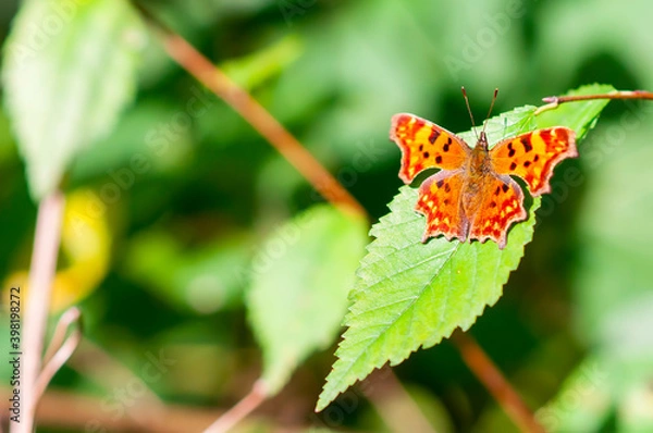 Obraz Polygonia c-album orange butterfly the Nymphalidae family sitting on