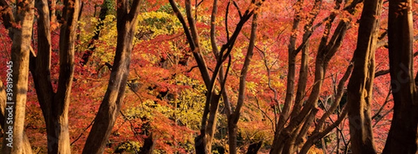 Fototapeta 色付いた秋の森の風景