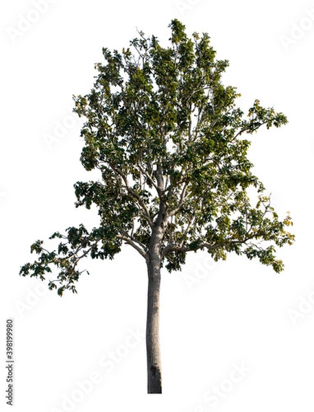 Fototapeta Large trees with edible fruits are completely separated from the white background.