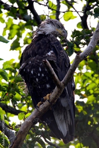 Obraz eagle on tree