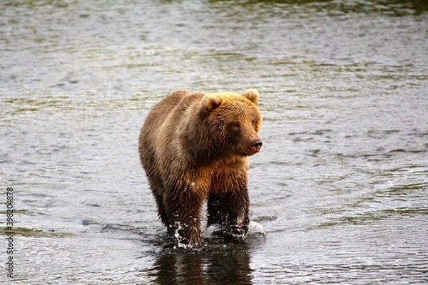 Obraz Kodiak Bear