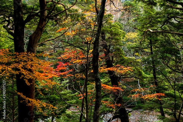 Obraz 上高地 岳沢湿原〜明神池の遊歩道の紅葉風景（横構図）