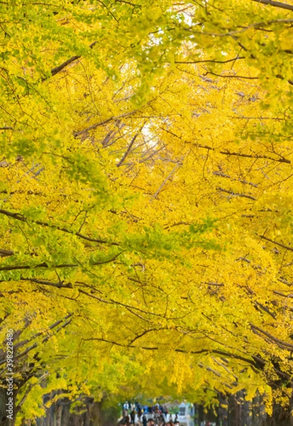 Fototapeta 【東京都】国営昭和記念公園のイチョウ並木