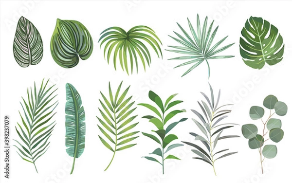 Fototapeta watercolor hand drawn Set of tropical leaves. vector design concept