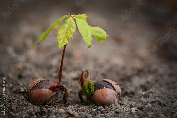 Fototapeta Two growing oak jerks