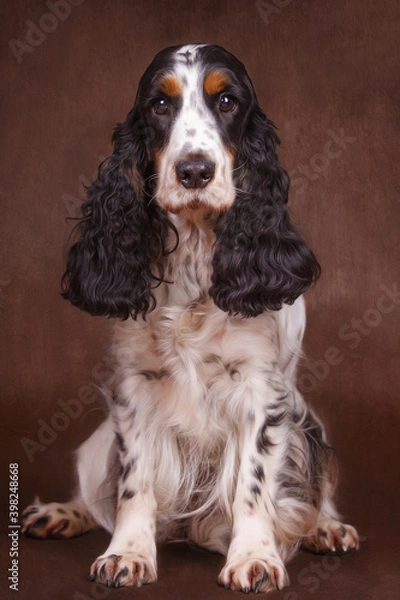 Obraz Cocker Spaniel