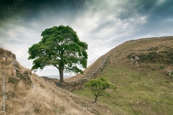 Obraz Sycamore Gap Tree