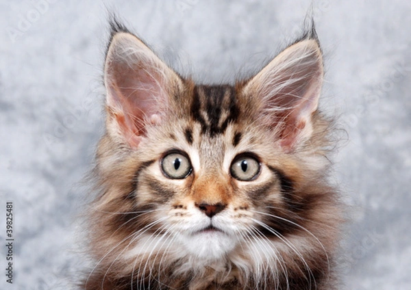 Obraz Maine Coon Kitten