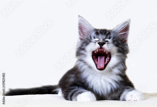 Obraz Maine Coon Kitten