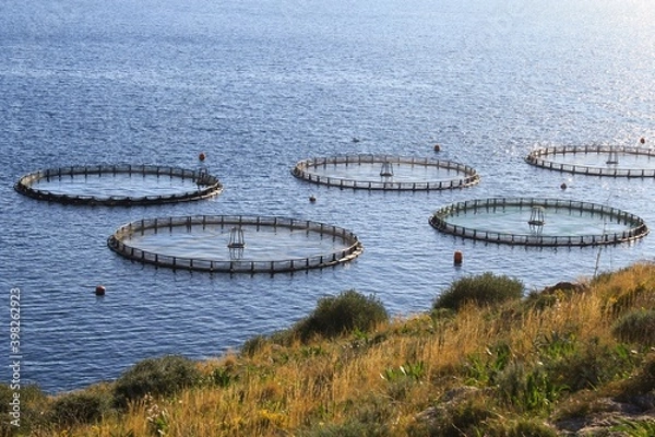 Fototapeta Aquaculture settlement, fish farm with floating circle cages around bay of Attica in Greece.