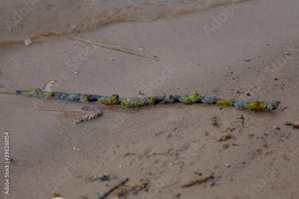 Fototapeta A tree branch covered with moss lies in the sand by the river.