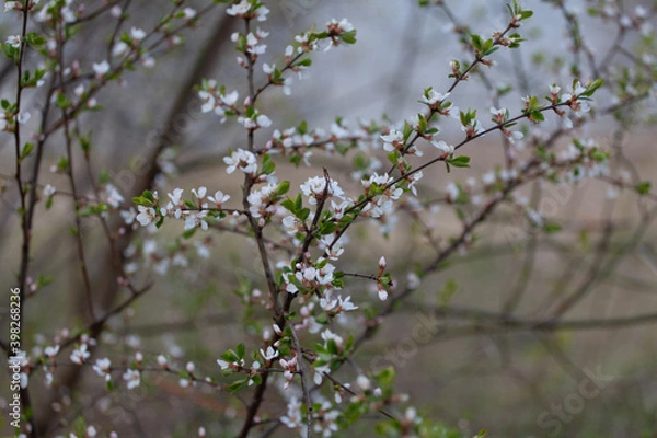 Fototapeta Prunus subg. Cerasus is a subgenus of Prunus, characterised by having the flowers in small corymbs of several together, and by having smooth fruit with only a weak groove along one side, or no groove.